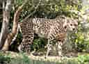 動物図鑑・チーター 7